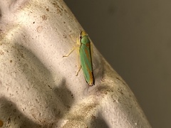 Graphocephala fennahi