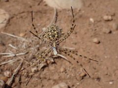 Argiope lobata