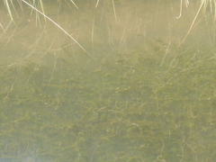 Elodea canadensis