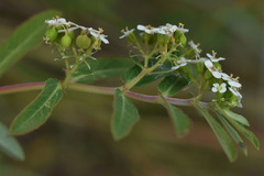 Euphorbia bifida