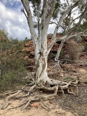 Eucalyptus camaldulensis arida