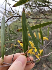 Acacia neurophylla