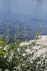 Urtica cannabina