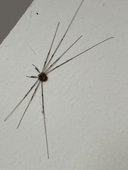 Dicranopalpus ramosus