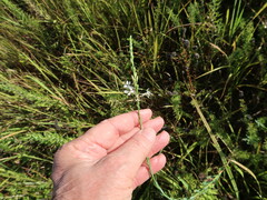 Oenothera glaucifolia