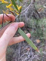 Acacia neurophylla