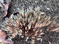 Phaeoclavulina cyanocephala