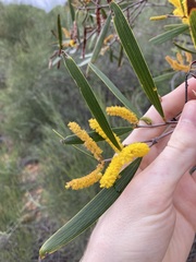 Acacia neurophylla