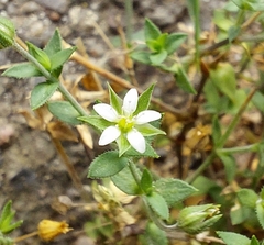Arenaria