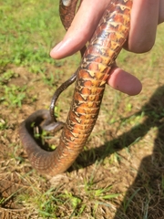 Nerodia sipedon sipedon