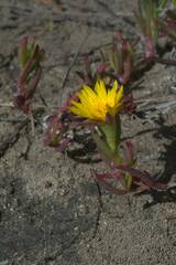 Lampranthus explanatus