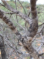 Acacia neurophylla