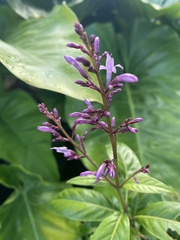 Odontonema callistachyum