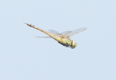 Anax ephippiger