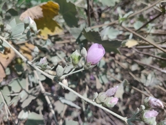 Malacothamnus fasciculatus nuttallii
