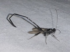 Pelecinus polyturator