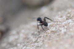 Camponotus cruentatus