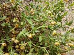 Arenaria