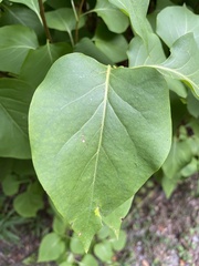 Syringa