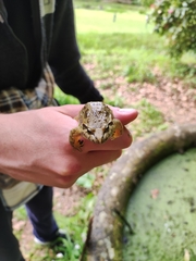 Discoglossus galganoi