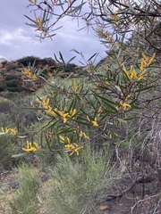 Acacia neurophylla