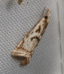 Microcrambus elegans