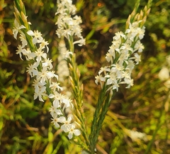 Struthiola dodecandra