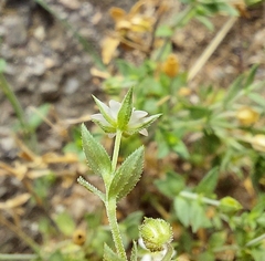 Arenaria