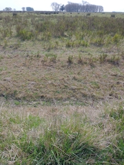 Baccharis trimera