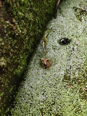 Discoglossus galganoi