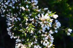 Amphithalea ericifolia