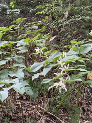 Reynoutria sachalinensis