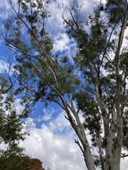 Eucalyptus camaldulensis arida