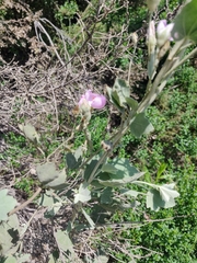 Malacothamnus fasciculatus nuttallii