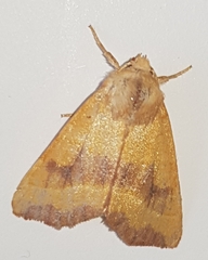 Atethmia centrago
