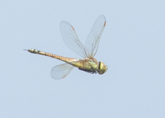 Anax ephippiger