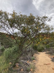 Acacia neurophylla