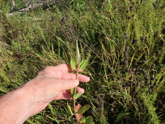 Asclepias viridiflora