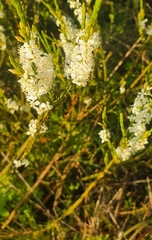 Struthiola dodecandra