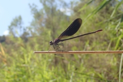 Calopteryx haemorrhoidalis