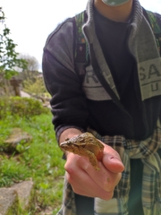 Discoglossus galganoi