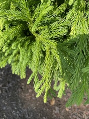 Cryptomeria