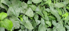 Syngonium podophyllum