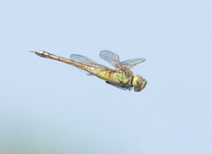 Anax ephippiger