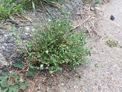 Arenaria