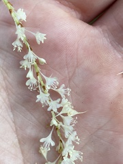 Reynoutria sachalinensis