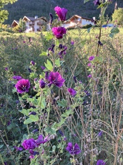 Malva sylvestris mauritiana
