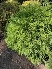 Cryptomeria