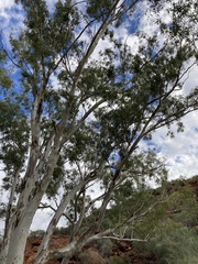 Eucalyptus camaldulensis arida