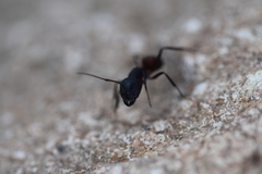 Camponotus cruentatus